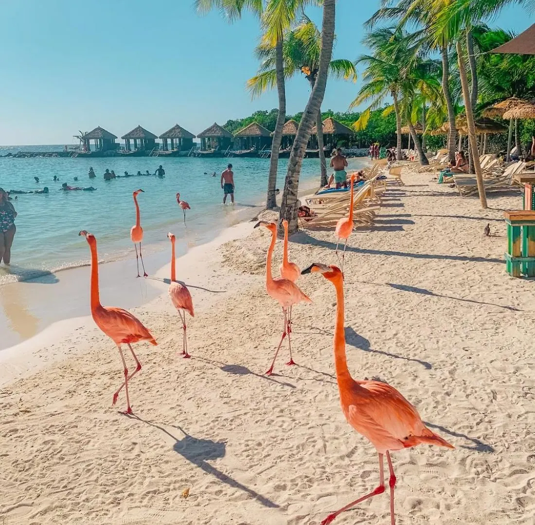 Aruba Private Studios Ораньестад